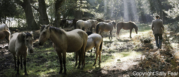 New Forest History